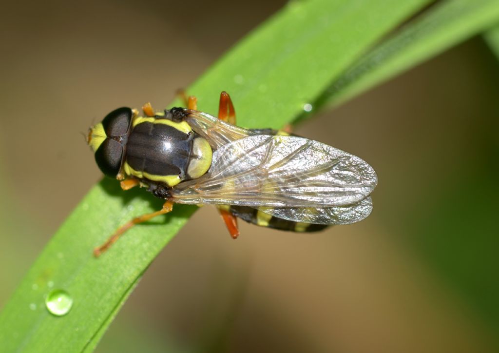 Xanthogramma festivum ?